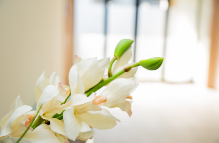 Cymbidium Orchid Plant