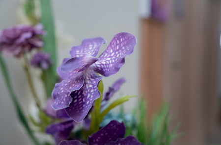 Purple Vanda Orchid Flower